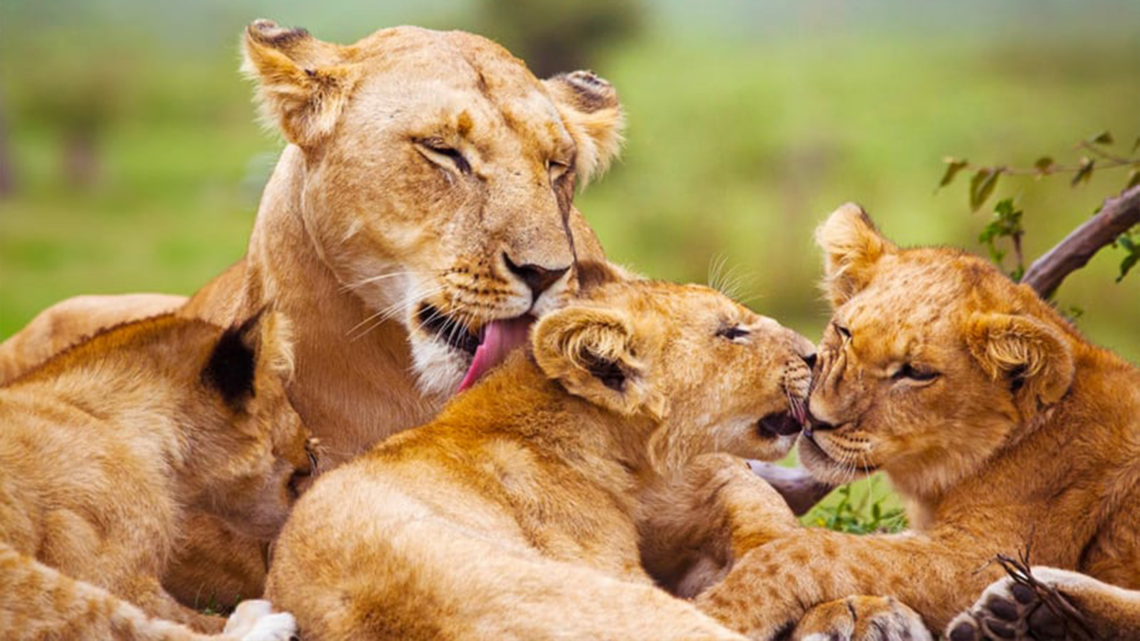 Maasai Mara Safari Deals